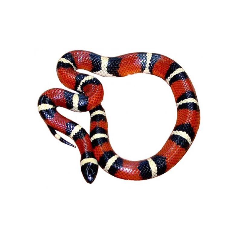 Lampropeltis triangulum annulata (Milk snake) - imagine 4